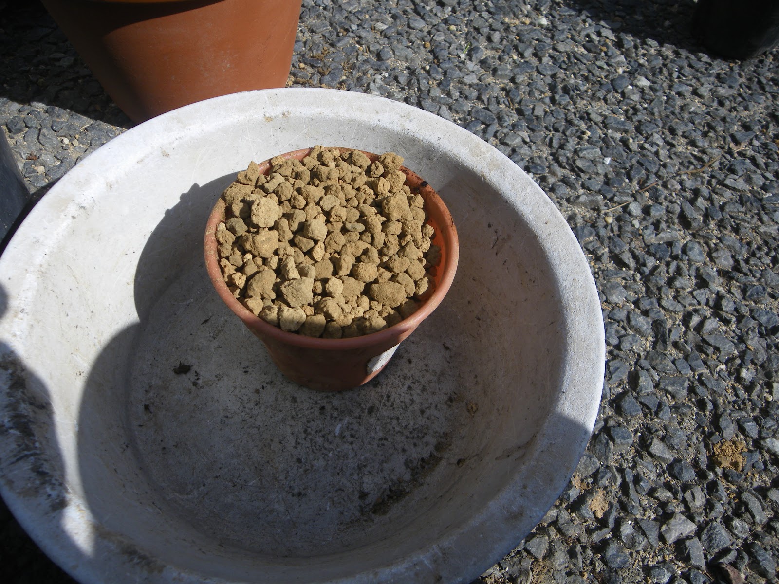 オリーブの鉢植えの育て方 必ずできる植え付けの方法 メダカの大工