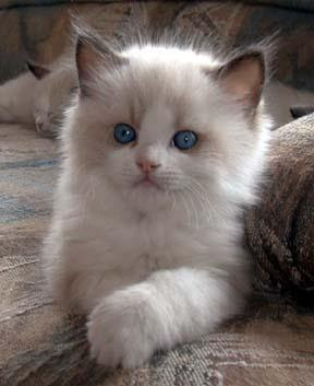 very cute bicolor ragdoll kitten with blue eyes pics