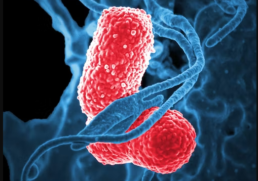 Bakteri Pneumonia Mycoplasma