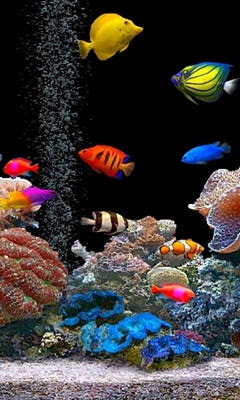 download besplatne slike za mobitele akvarij