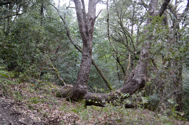 trees growing horizontally with branches grabbing for the sky