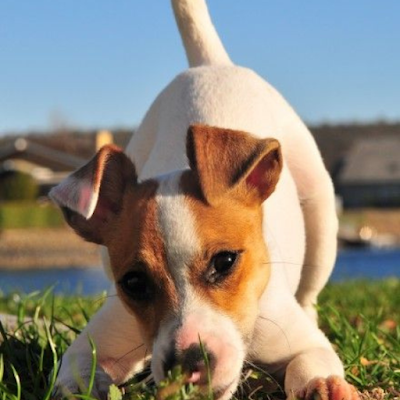 Basenji