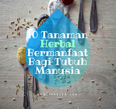 10 Tanaman Herbal Bermanfaat Bagi Tubuh Manusia