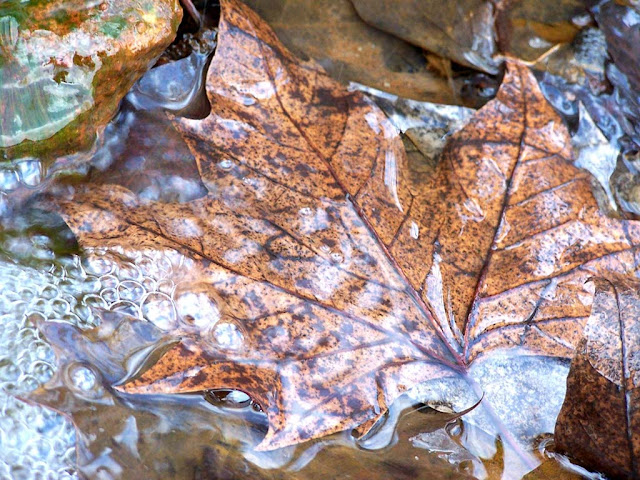 Dried Leaves Wallpaper