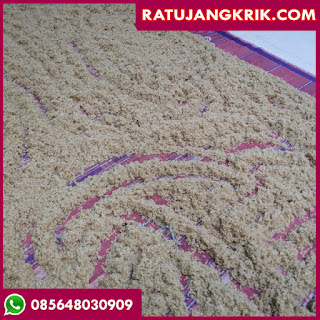 Jual Telur Jangkrik Banyuwangi 