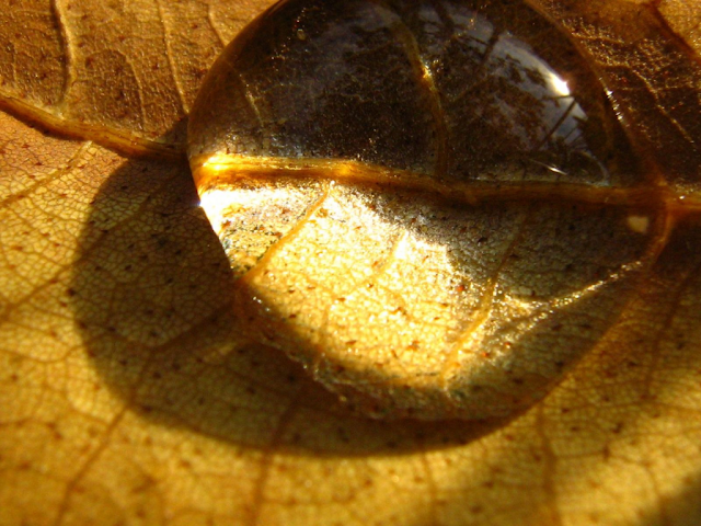 Dried Leaves Wallpaper