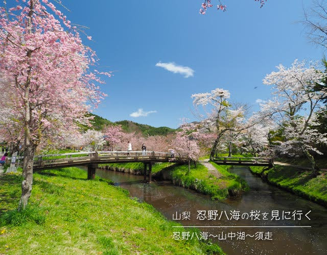 忍野八海の桜を見に行く旅 