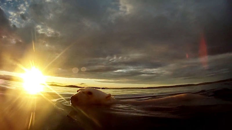 Spectacular GoPro Footage Of Polar Bears Searching For Ice