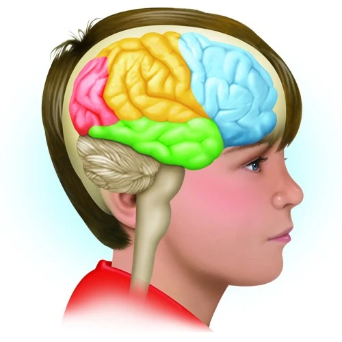 Pasos para preparar una excelente clase con una concepción Triádica del cerebro.