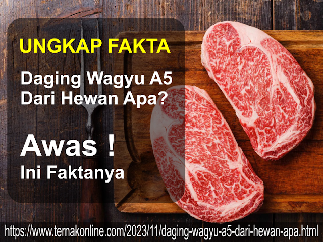 Daging Wagyu A5 Dari Hewan Apa