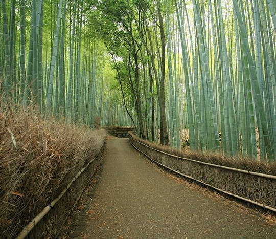 Foto Sagano Hutan  Bambu  Yang Melantunkan Melodi Merdu 