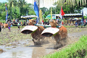 Lestarikan Budaya, Desa Selat Gelar "Malean Sampi"