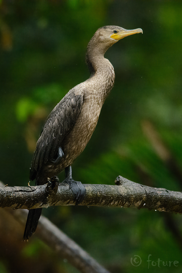 Süsikormoran, Phalacrocorax brasilianus, Neotropic Cormorant, kormoran, Hypoleucos, Neotropical, Bigua, Brazilian, Olivaceous