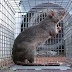 Rato de 5 Kg e encontrado por agricultor na China