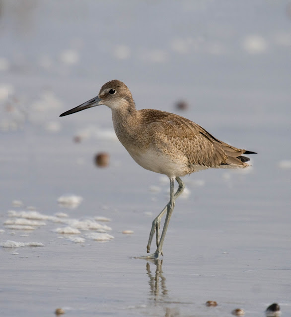 juvenile Willet