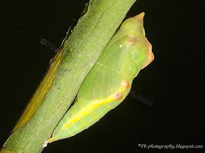 Butterfly Chrysalis