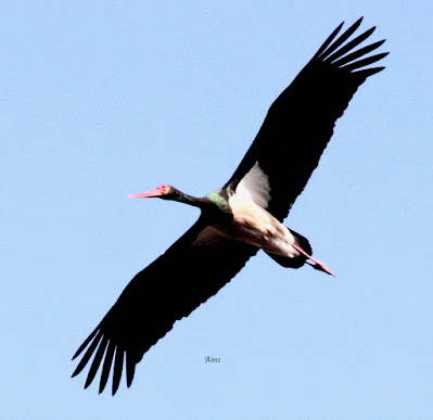 "Black Stork Ciconia nigra, Adult in flight from below,winter visitor."