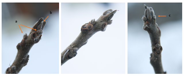 A series of three photos showing lateral and true terminal buds of black walnut.