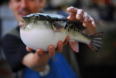 ikan fugu harus disiapkan oleh koki profesional yang telah dilatih secara khusus dan berlisensi