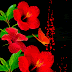 FLORES GIFS