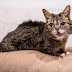 Lil Bub RIP Famous Internet Cat Dead at 8