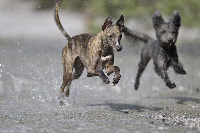 A whippet and a small mixed-breed dog running through a puddle
