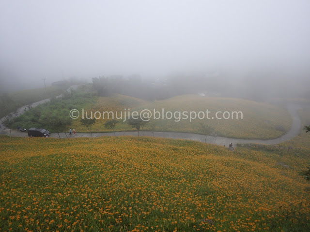 Hualien Sixty Stone Mountain daylily flowers