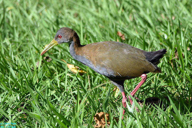 Grey-necked Wood-Rail Aramides cajanea avicenniae Saracura-três-potes Cotara chiricote