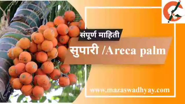 Areca nut Information in Marathi Esay  Areca nut information in marathi pdf  Areca nut Information  सुपारी फळाची संपूर्ण माहिती.  सुपारी झाडाविषयी माहिती  सुपारी या फळाविषयी माहिती.  सुपारी झाडाची माहिती मराठी  Supari  zadachi Mahiti