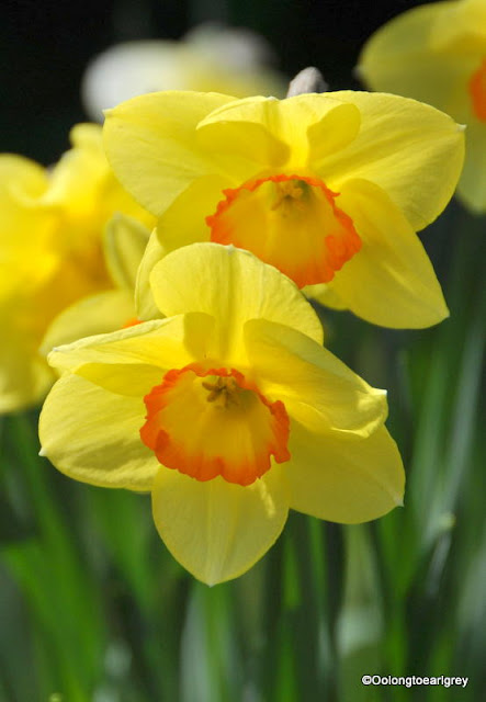 Daffodils