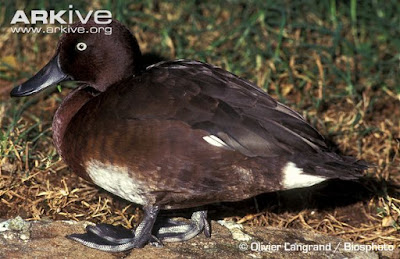 Madagascar Pochard