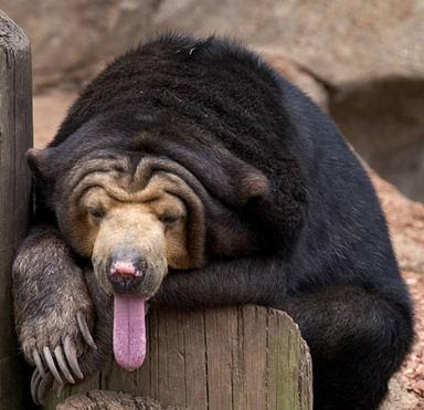 Sun Bear