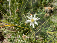 edelweiss