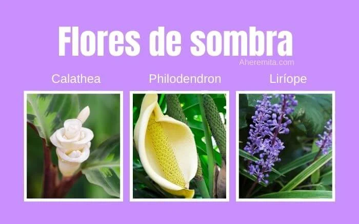 Imagem das flores Calathea, Filodendro e Liríope.