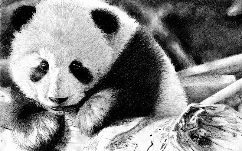 Inspirasi Paling Baru 11+ Wallpaper Panda Sakit