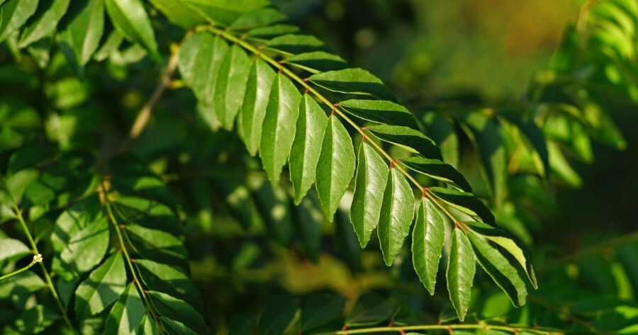 How to grow curry leaf