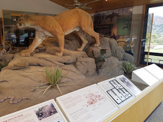 A mountain lion on display