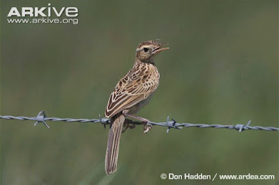 Brown Songlark