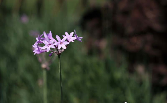 Society Garlic Flowers Pictures