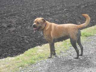 Sheba covered in mud.