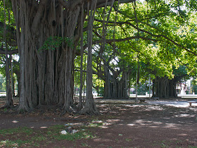 Arbres géants dans un parc de Miramar