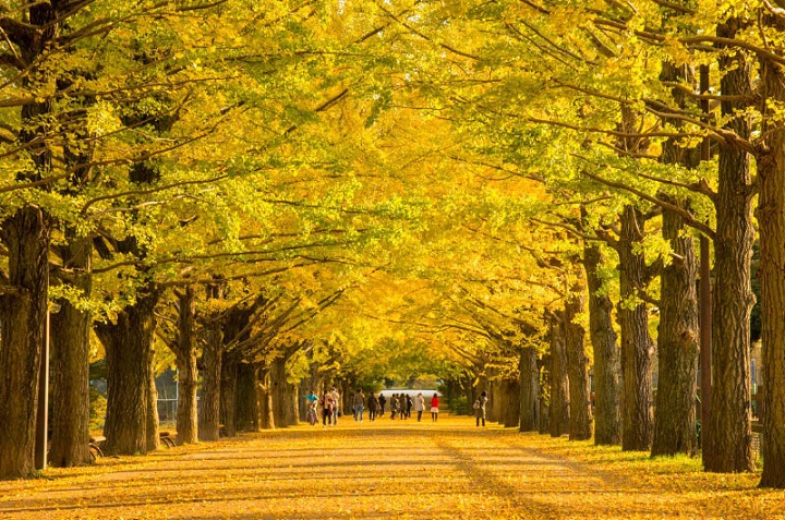 Ginkgo, Lorong Alami yang Indah di Jepang