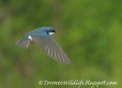 Close up of flying swallow, Toronto photographer Robert Rafton