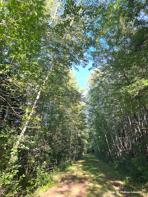 A grassy trail heads through the woodlands.