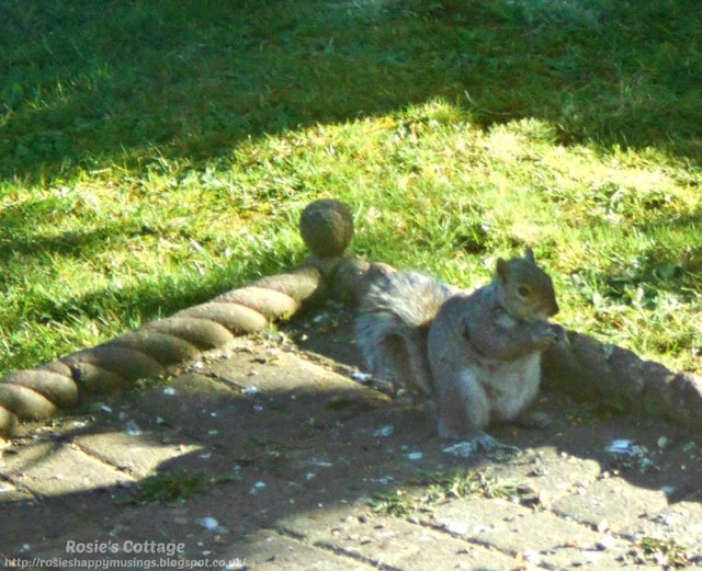 Blogtober Day 1: Autumn has arrived, the garden's changing and our garden guests will start to need help finding food soon.