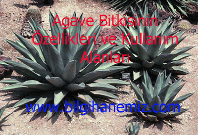 Agave Bitkisinin Özellikleri