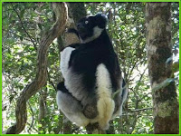 Indri Animal Pictures