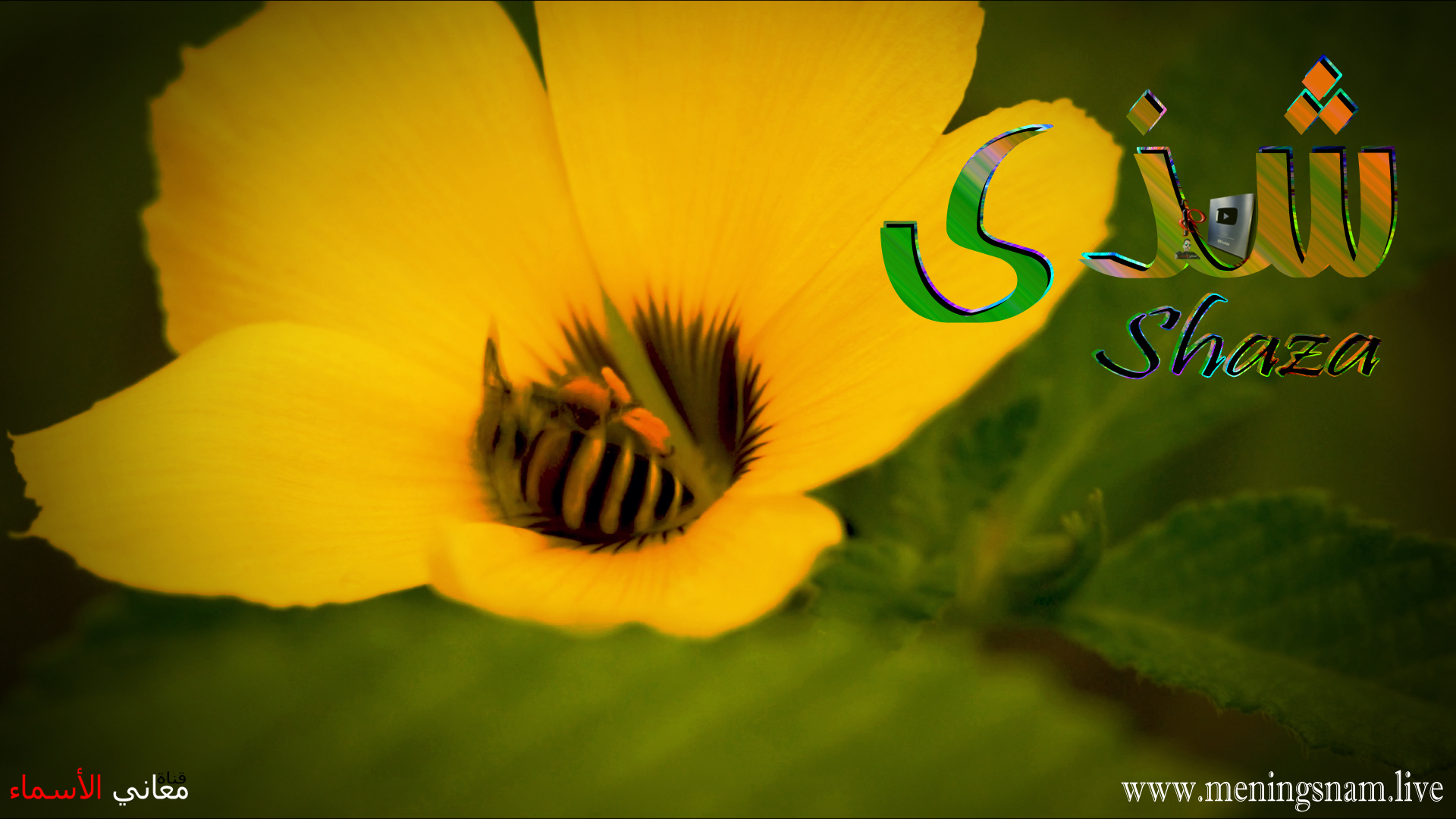 معنى اسم, شذى, وصفات, حاملة, هذا الإسم, shaza, Shatha,