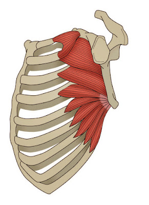 Serratus Anterior Diagram - El Paso Chiropractor