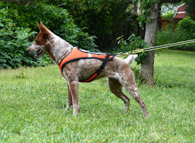 pulling harness for roading dog exercise